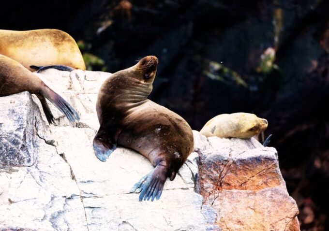 Lima: Ballestas & Huacachina Sunset Day Trip, All-Inclusive - Frequently Asked Questions