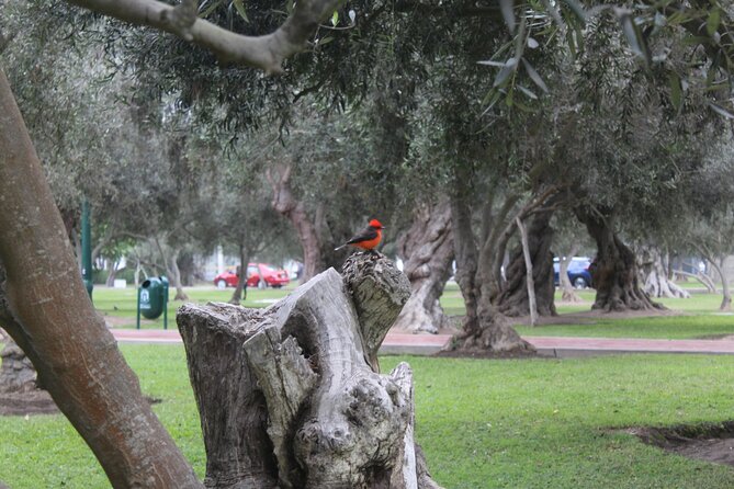 Lima: City Biking - Exploring Miraflores