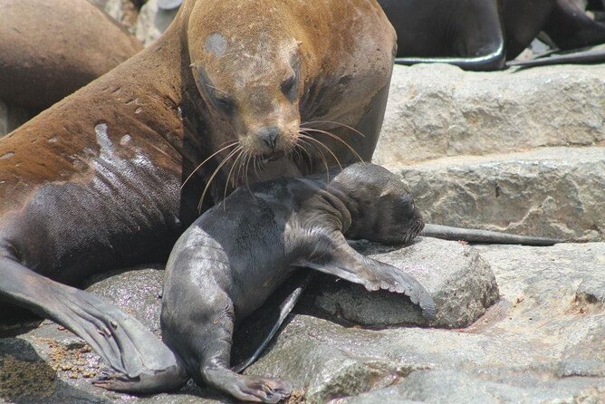 Lima Peru Sea Lions, History and Palomino Callao Islands - Guides and Physical Requirements