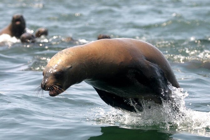 Lima Peru Sea Lions, History and Palomino Callao Islands - Tour Experience and Highlights