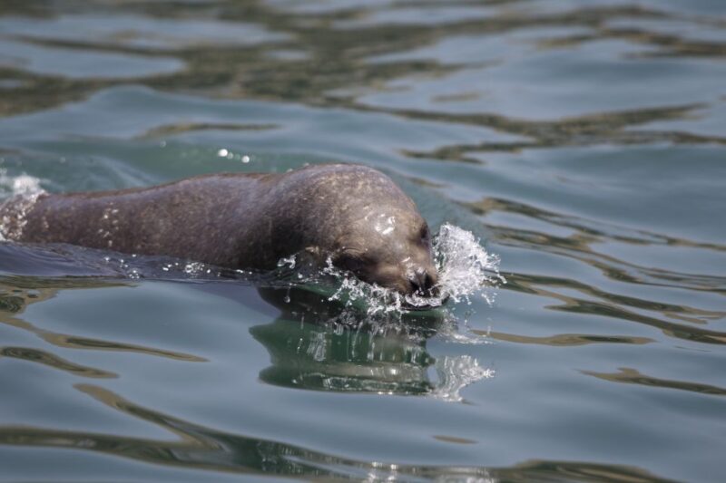 Lima: Sea Lion Swim and Wildlife Palomino Islands Cruise - Wildlife Experience