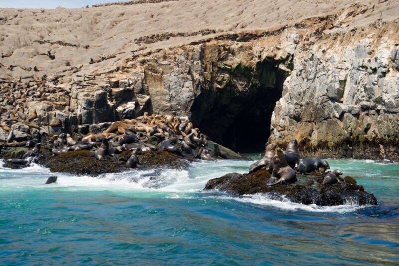 Lima: Sea Lion Swim and Wildlife Palomino Islands Cruise - Inclusions and Equipment