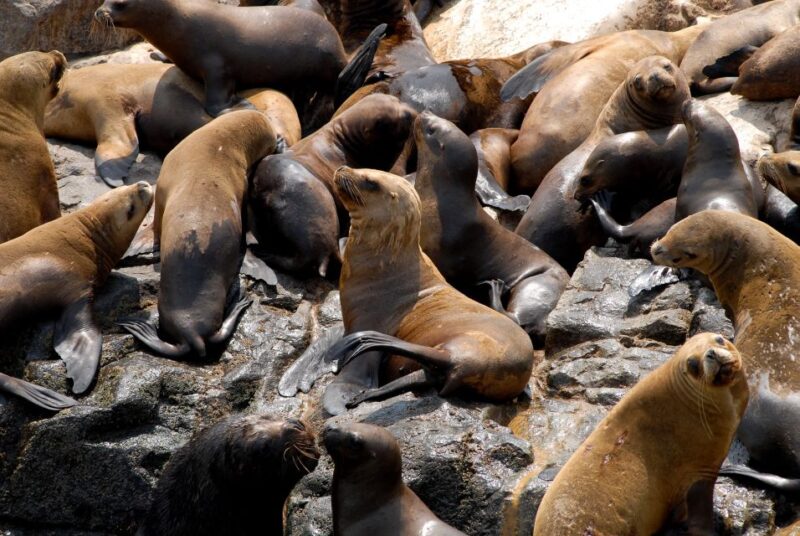 Lima: Sea Lion Swim and Wildlife Palomino Islands Cruise - Meeting Point and Arrival