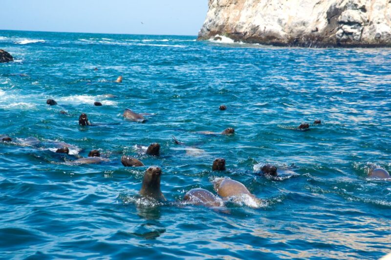 Lima: Sea Lion Swim and Wildlife Palomino Islands Cruise - Water Temperature