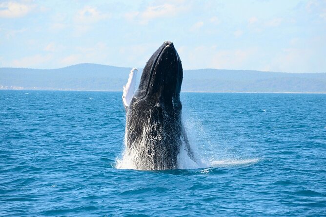 [Limited Time] From Onna Village (Maeda Fishing Port)! Whale Watching | Completely Reserved Boat Charter Plan (4 Hour Course) - Key Points