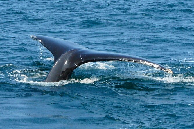 [Limited Time] From Onna Village (Maeda Fishing Port)! Whale Watching | Completely Reserved Boat Charter Plan (4 Hour Course) - Inclusions