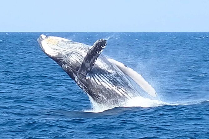 [Limited Time] From Onna Village (Maeda Fishing Port)! Whale Watching | Completely Reserved Boat Charter Plan (4 Hour Course) - Recommendations