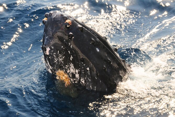 [Limited Time] From Onna Village (Maeda Fishing Port)! Whale Watching | Completely Reserved Boat Charter Plan (4 Hour Course) - Additional Information