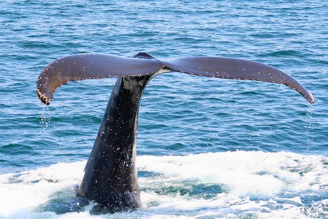 [Limited Time] From Onna Village (Maeda Fishing Port)! Whale Watching | Completely Reserved Boat Charter Plan (4 Hour Course) - Directions to Maeda Fishing Harbor