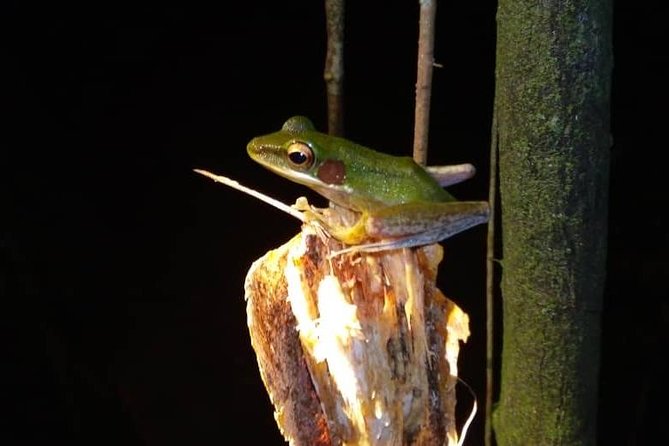 Limpaki Wetland Nature Night Walk - Activity Description