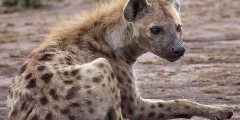 Lion and Safari Park: Open Vehicle Game Drive - Inclusions and Options