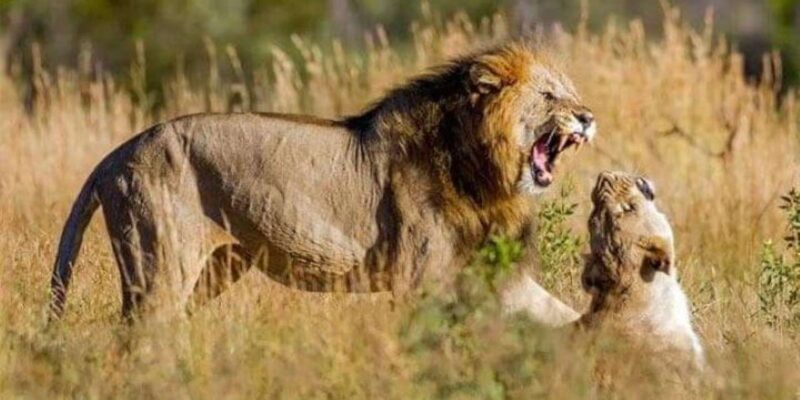 Lion and Safari Park: Open Vehicle Game Drive - What to Expect on the Drive