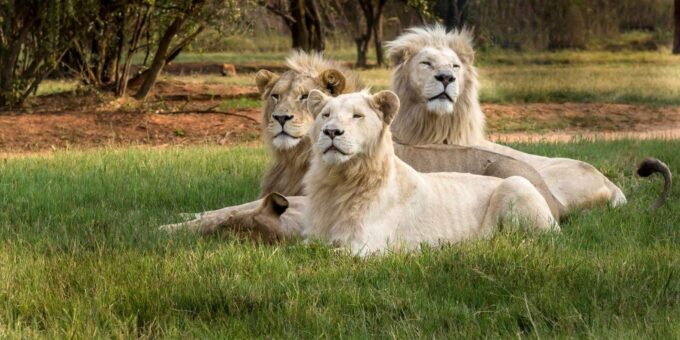 Lion and Safari Park: Open Vehicle Game Drive - Frequently Asked Questions