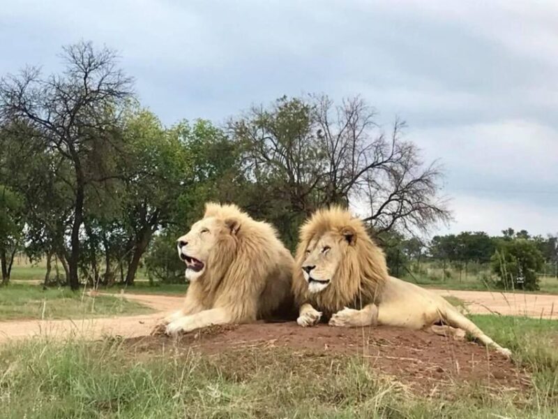 Lion Park Tour in Open Safari Vehicle - Key Points