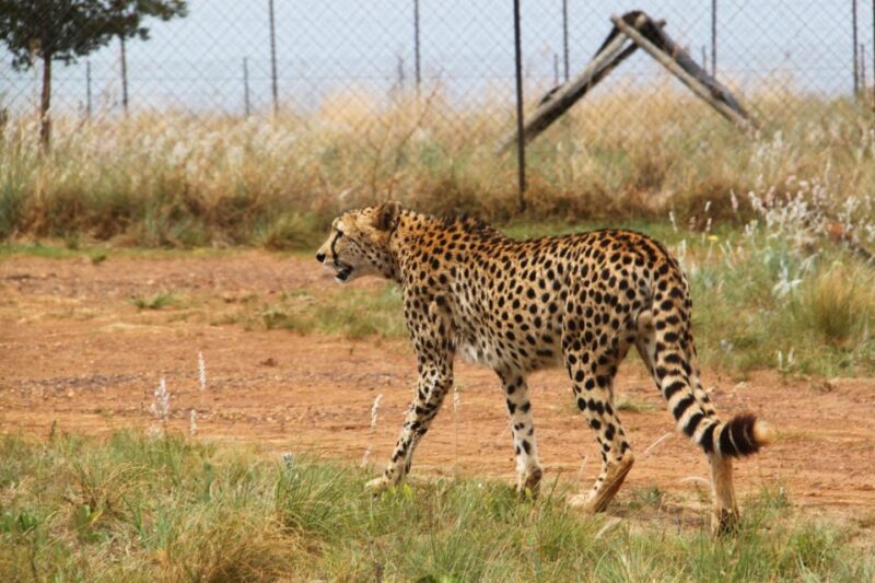 Lion Park Tour in Open Safari Vehicle - Inclusions and Highlights