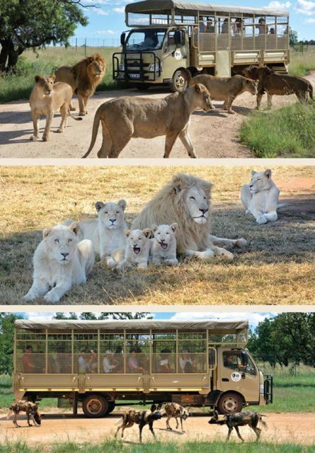 Lion Park Tour in Open Safari Vehicle - Safari Experience