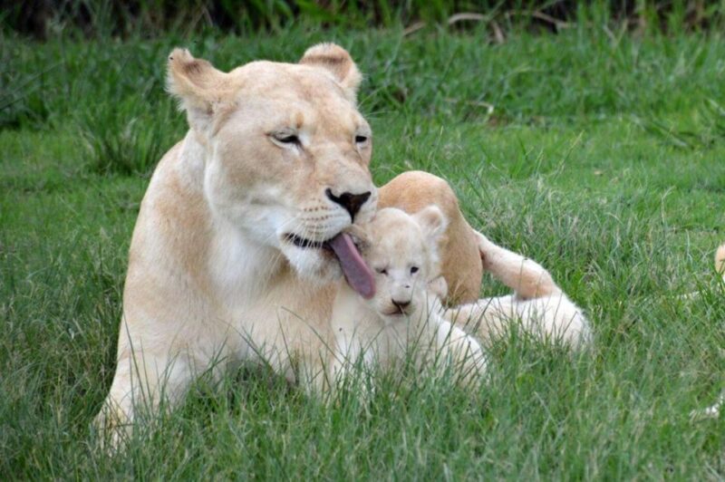 Lion Park Tour in Open Safari Vehicle - Lion Education