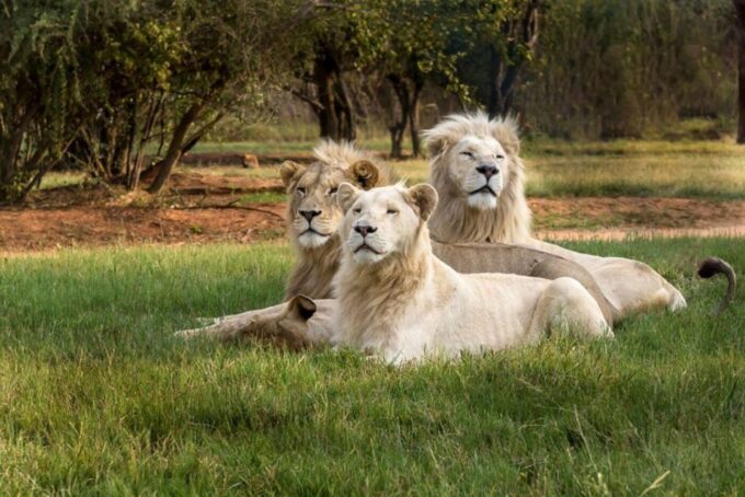 Lion Park Tour in Open Safari Vehicle - Conservation Focus