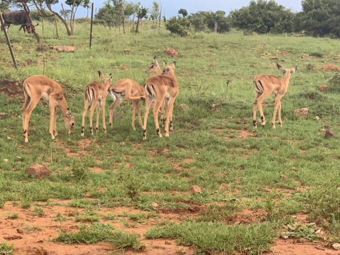 Lion Park Tour in Open Safari Vehicle - Frequently Asked Questions