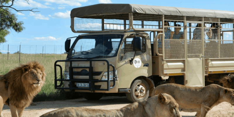 Lion & Safari Park: An Adventure in the Heart of Nature - Key Points