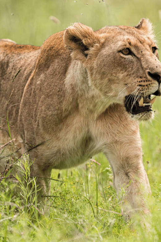 Lion & Safari Park: An Adventure in the Heart of Nature - Scenic Route Exploration