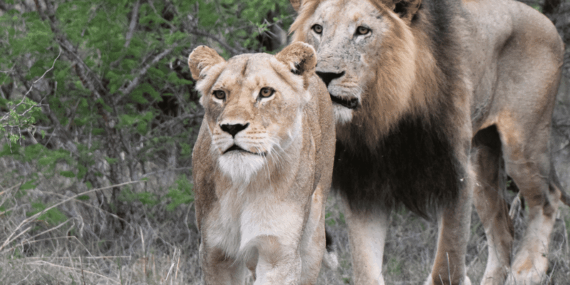 Lion & Safari Park: An Adventure in the Heart of Nature - Health and Safety