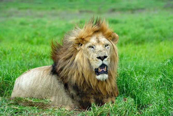 Lion & Safari Park - Included Services