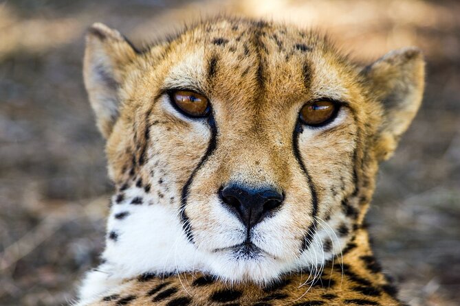 Lion & Safari Park - Group Size Limit