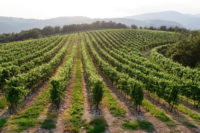 Lion Tasting - Pairing With Local Fare