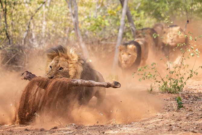 Lion & Wildlife Sanctuary Excursion Victoria Falls - Wildlife Encounters