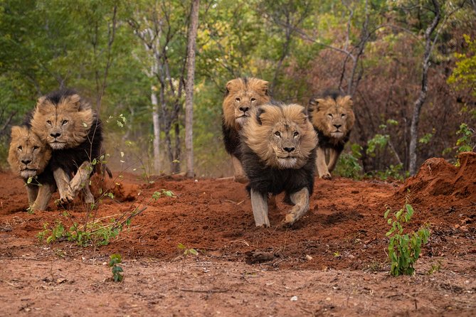 Lion & Wildlife Sanctuary Excursion Victoria Falls - Guided Tours