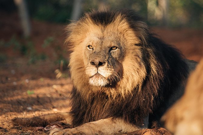 Lion & Wildlife Sanctuary Excursion Victoria Falls - Visitor Reviews