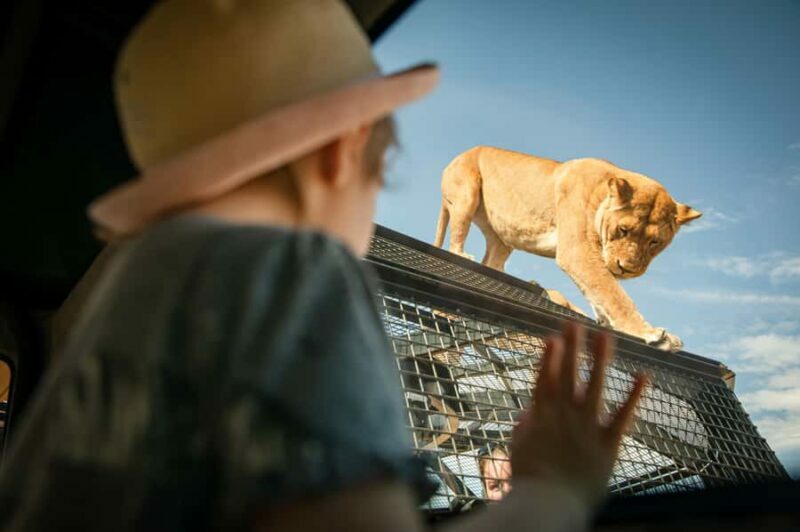 Lions 360 Experience and a Day at Monarto Safari Park - An In-Depth Look at the Lions 360 Experience