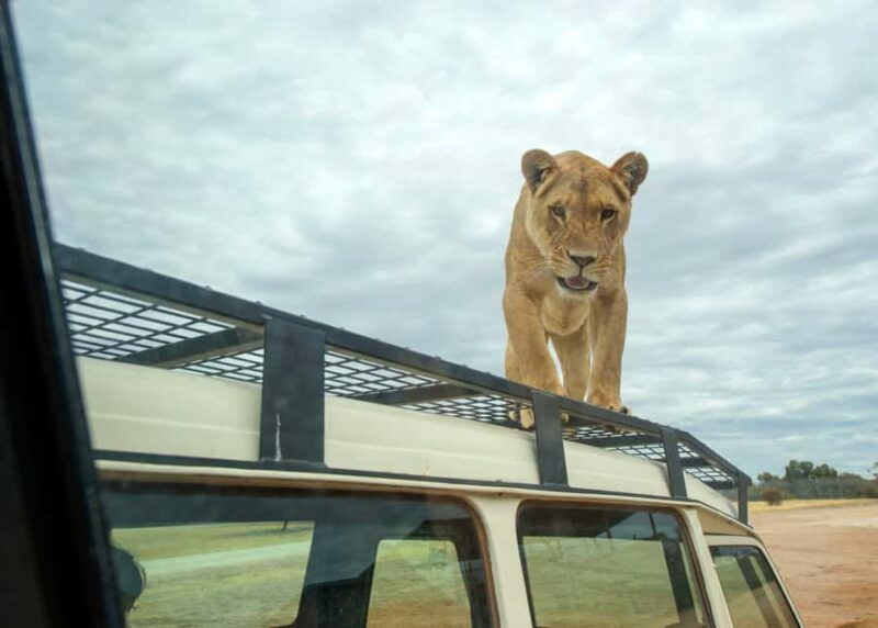Lions 360 Experience and a Day at Monarto Safari Park - The Park and Its Highlights