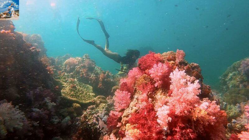 Lipe: Longtail Boat Snorkeling to Outer Islands Program B - The Sum Up