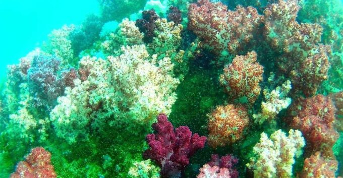 Lipe Private Snorkelinge Outside Zone By Long Tail Boat - Snorkeling Experiences
