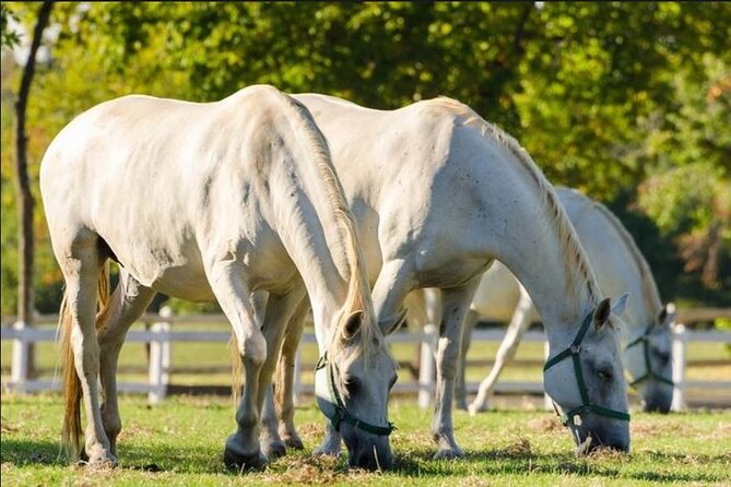 Lipica Stud Farm and Piran Tour From Ljubljana - Tour Logistics