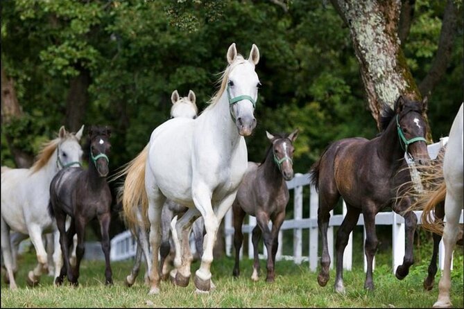 Lipica Stud Farm and Piran Tour From Ljubljana - Transportation and Guide