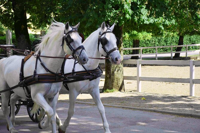 Lipica Stud Farm and Skocjan Caves From Koper - Recommendations and Tips