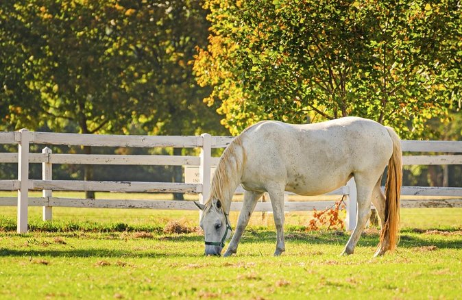 Lipica Stud Farm and Skocjan Caves From Piran or Portoroz or Izola - Key Points