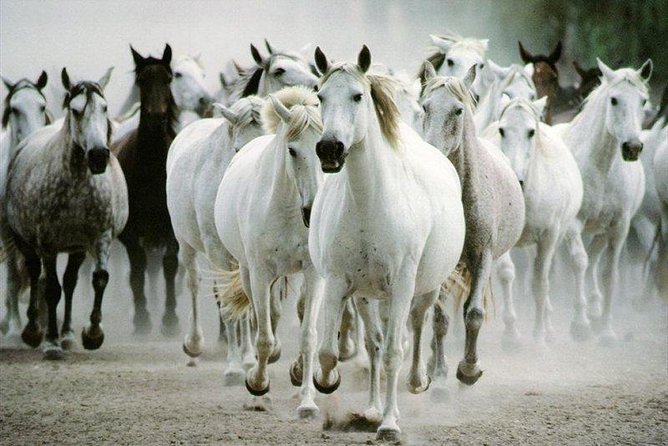 Lipica Stud Farm and Skocjan Caves From Piran or Portoroz or Izola - Pricing and Cancellation