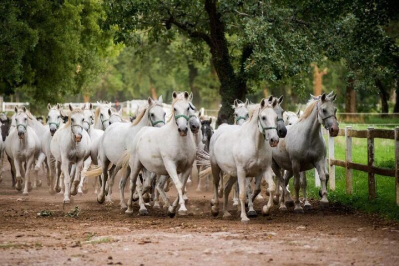 Lipica Stud Farm and ŠKocjan Caves From Trieste - Lipiza Stud Farm Highlights