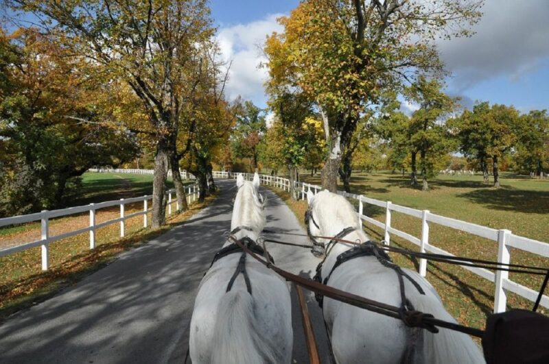 Lipica Stud Farm and ŠKocjan Caves From Trieste - Included Amenities