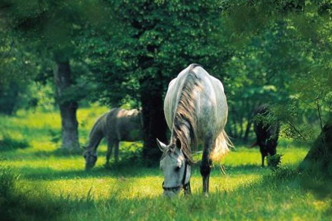 Lipica Stud Farm and Skocjan Caves Half Day Trip From Ljubljana - Tour Details