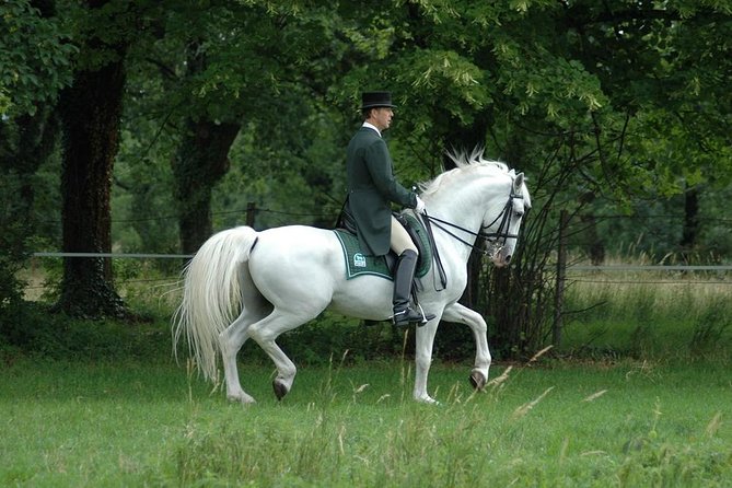 Lipica Stud Farm- Private Experience From Koper - Bypassing Long Visitor Lines