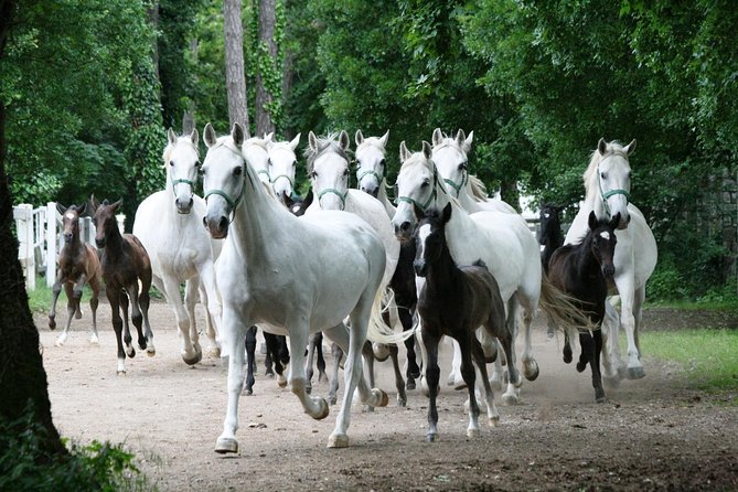 Lipica Stud Farm- Private Experience From Koper - Inclusions and Booking Details