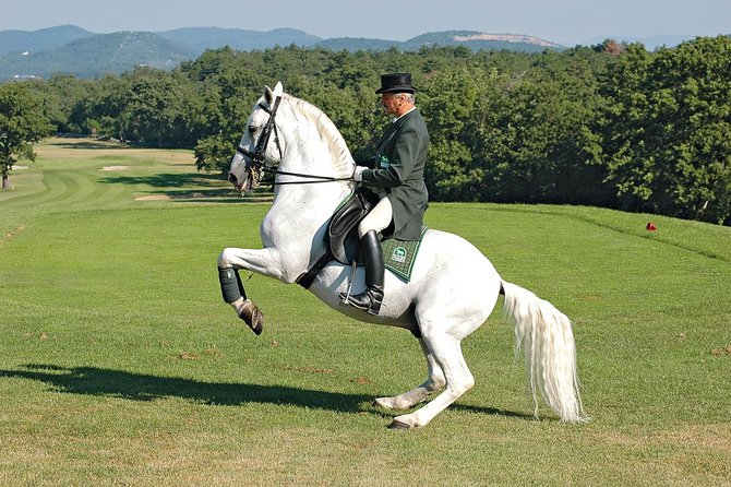 Lipica Stud Farm- Private Experience From Koper - Traveler Reviews and Ratings