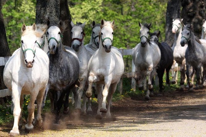 Lipica Stud Farm & Skocjan Caves From Trieste - Worth The Stay