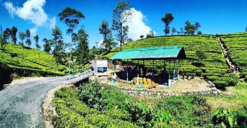 Lipton Seat and Dambetenna Tea Factory: All Inclusive Tour! - Key Points