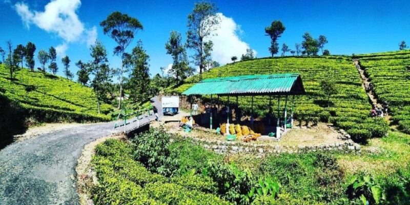 Lipton Seat and Dambetenna Tea Factory: All Inclusive Tour! - Taking in Panoramic Vistas